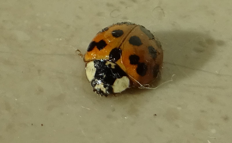 Coccinellidae: Harmonia axyridis